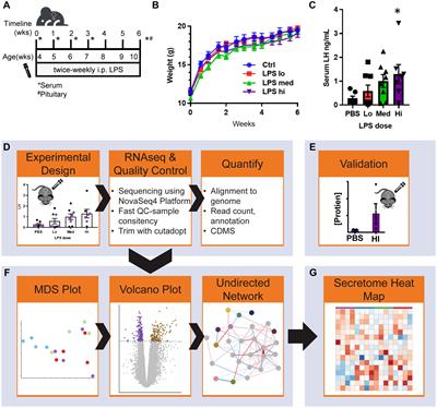 Lipopolysaccharide-induced chronic inflammation increases female serum gonadotropins and shifts the pituitary transcriptomic landscape